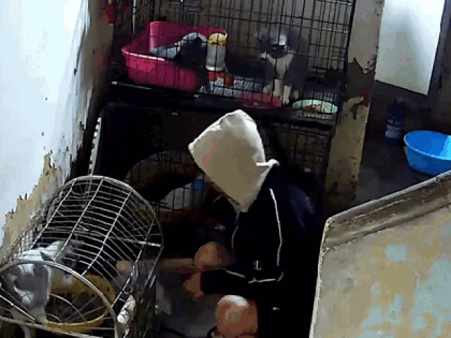 Video: Nghe bạn gái nói thích mèo, nam thanh niên liền có hành động “lạ“ trong quán ăn ở Hà Nội