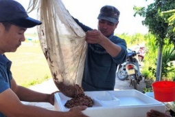 Thị trường - Tiêu dùng - Nuôi rươi bán 300 ngàn đồng/kg, nông dân thu chục triệu đồng/ngày