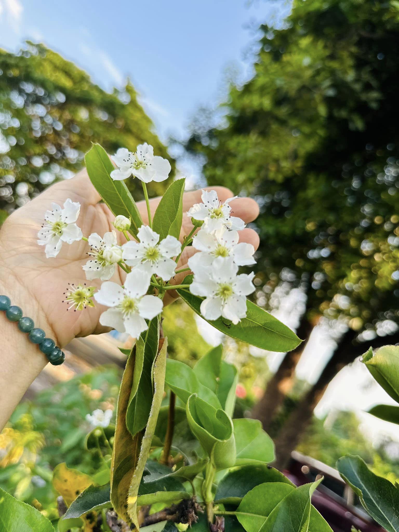 Mỹ Lệ khoe hoa lê nở trong vườn nhà tại TP. HCM