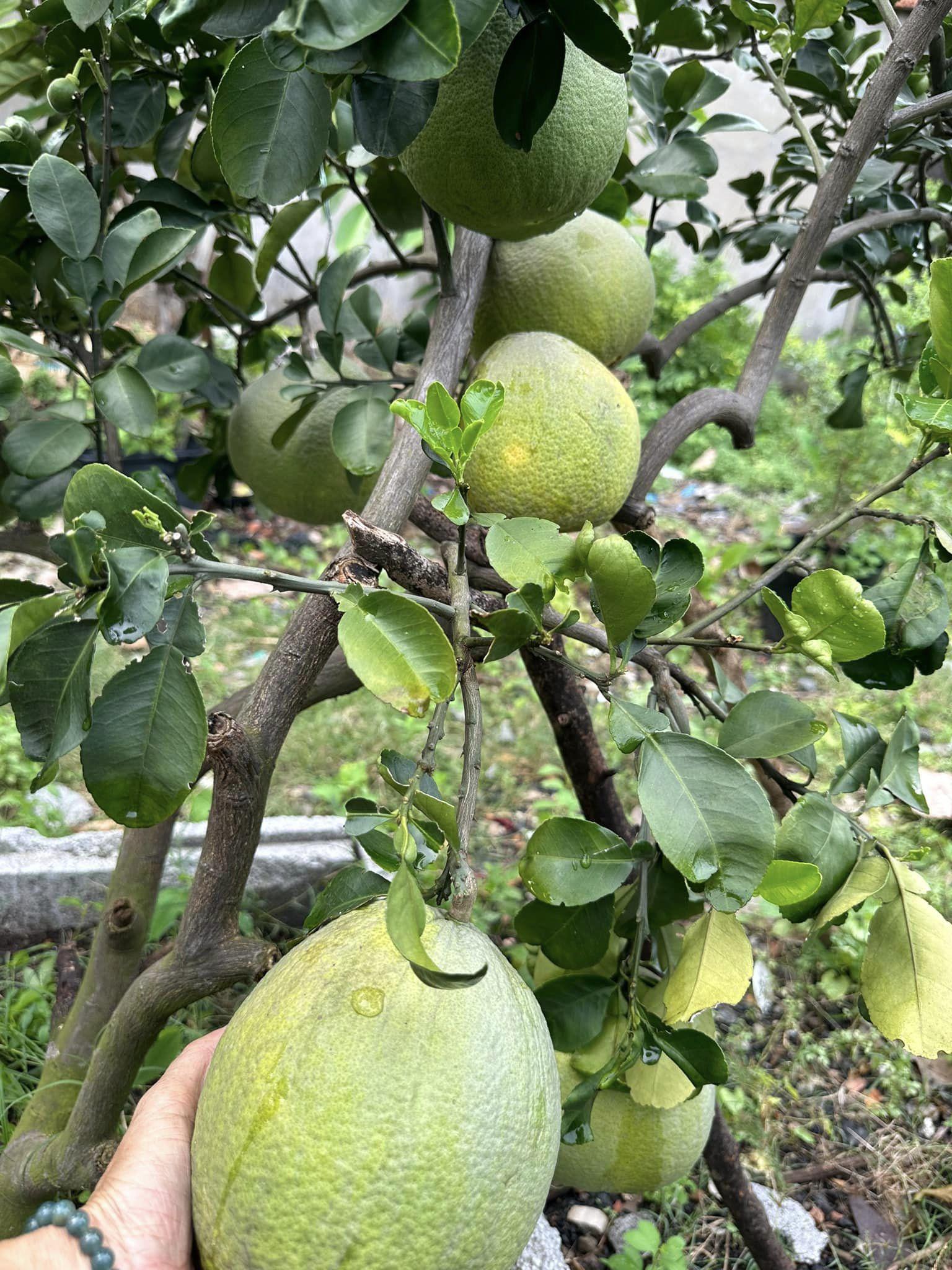 Nhiều cây trái hoa quả trong vườn nhà của giọng ca "Và cơn mưa tới"