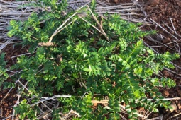 Thị trường - Tiêu dùng - Cây mọc bờ bụi ở Việt Nam bỗng "lên đời" thành gia vị vô cùng lạ, 9X trồng kiếm tiền tỉ/năm