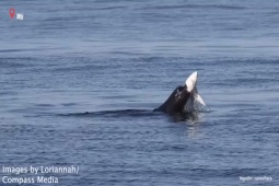 Thế giới - Khoảnh khắc gây sốc, sư tử biển xé toạc cá mập xanh