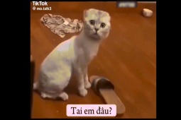 Clip hài hước - Mèo cưng hiểu tiếng người hài hước cỡ nào?