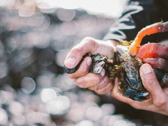 Ẩm thực - "Lộc trời" ở biển nhìn sợ khiếp vía, tiền triệu 1 kg, chưa ai nuôi được