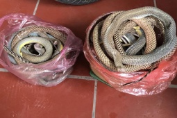 Thị trường - Tiêu dùng - Loài vật nhìn "sợ chết khiếp", giá đến 500.000 đồng/kg vẫn đắt hàng