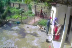 Phi thường - kỳ quặc - Video: Chú chó xích ở sân bất ngờ "biến mất", chủ nhà xem camera phát hiện hành động đáng sợ của 2 thanh niên