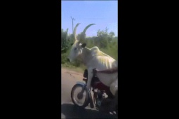 Phi thường - kỳ quặc - Video: Người đàn ông "chơi trội" khi đi xe máy để bò ngồi phía trước