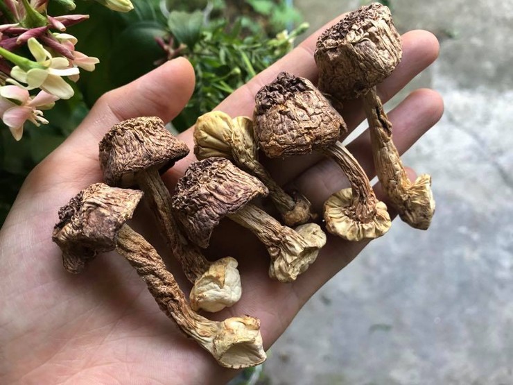 Loại nấm này được nhiều người săn lùng vì có giá trị dinh dưỡng cao
