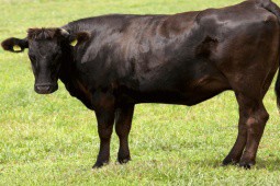Loại bò xuất hiện từ thế kỷ 19, bây giờ đắt đỏ bậc nhất, ở Việt Nam 10 triệu/kg