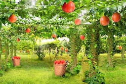 Thị trường - Tiêu dùng - Việt Nam có loại quả rẻ tiền được báo Mỹ ca ngợi như "báu vật", xuất khẩu đi khắp thế giới