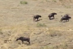 Media - Trâu rừng một mình "đại chiến" với sư tử để đồng loại tẩu thoát