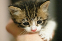 Sức khỏe đời sống - Bé gái 9 tuổi gần như bị mù, "thủ phạm” hóa ra ở cạnh cô bé mỗi ngày