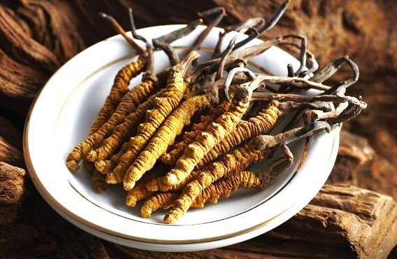 Đông trùng hạ thảo rất thích hợp cho người lớn tuổi, phụ nữ sau sinh. (Hình minh họa)