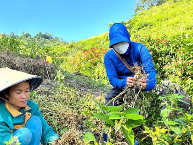 Loại cây trồng trên đỉnh núi cao 1.000 m giúp người dân bản biên giới xóa đói