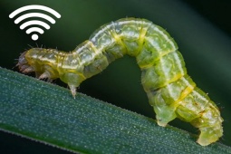 Công nghệ thông tin - Phát hiện độc, lạ: Sâu cũng có "mạng Wi-Fi" để liên lạc từ xa