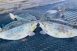 Thị trường - Tiêu dùng - Loại cá quý hiếm được ví như "gà nước mặn", giá hơn 1 triệu đồng/kg