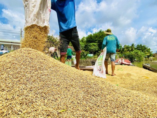 Thị trường - Tiêu dùng - Giá lúa tăng nhưng lợi nhuận của nông dân không nhiều