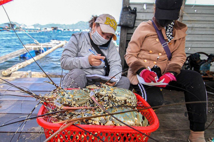 Giá tôm hùm bông xuống thấp nhưng thương lái thu mua nhỏ giọt vì không có thị trường đầu ra. Ảnh: XUÂN HOÁT