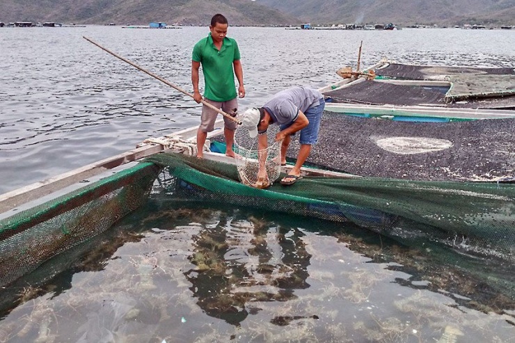 Không ai thu mua, người nuôi tôm hùm đối diện với nguy cơ lỗ nặng, trắng tay.