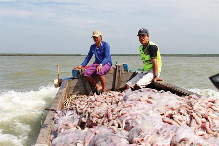 Từ tháng 9 đến hết tháng 12 âm lịch hàng năm là thời điểm cá khoai vào mùa thu hoạch
