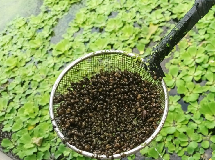 Ốc bưu đen nếu biết cách nuôi, người chăn nuôi sẽ thu nhập rất cao.