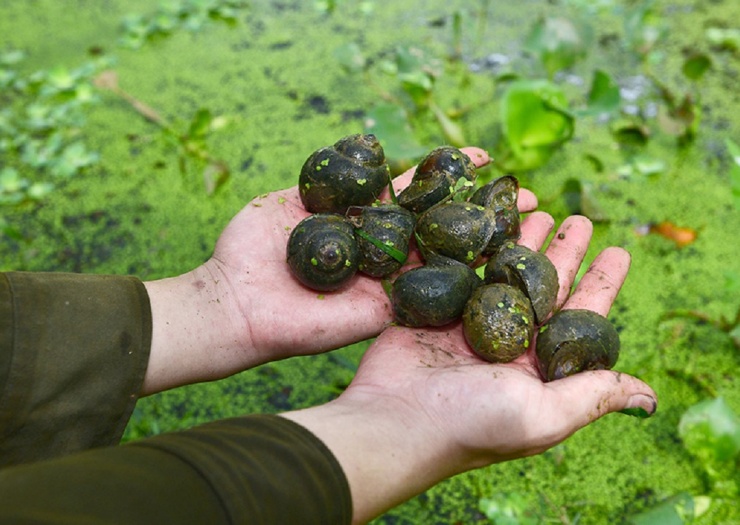 Ốc bưu đen không phải con vật độc lạ mà nó khá quen thuộc với người dân.