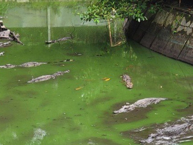 Kiên Giang: Hơn một tháng truy bắt, vẫn còn một con cá sấu sổng chuồng chưa tìm thấy