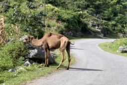 Tin tức trong ngày - Vụ hai con lạc đà ăn cỏ ven đường ở Cao Bằng: Có người muốn mua lại