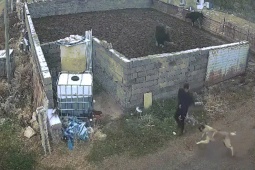 Phi thường - kỳ quặc - Video: Bất ngờ bị chó dữ tấn công và hành động thoát thân của người đàn ông