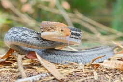 Media - Rắn hổ ngựa: Loài rắn hung dữ, biết giả chết khi gặp nguy hiểm