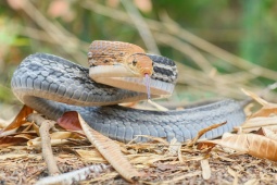 Media - Rắn hổ ngựa: Loài rắn hung dữ, biết giả chết khi gặp nguy hiểm