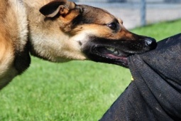 Tin tức trong ngày - Đắk Lắk: Người đàn ông tử vong sau 3 tháng bị chó cắn