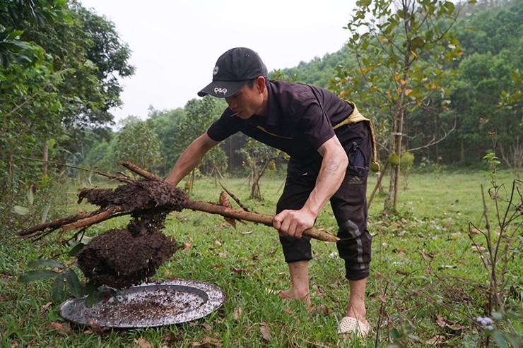 Để săn trứng kiến, người thợ cần dùng dao rồi trèo lên các cành cây, chặt cả cành có tổ kiến xuống. Khi lấy trứng kiến phải làm thật nhanh, nếu không kiến sẽ vỡ tổ, bám đầy người.
