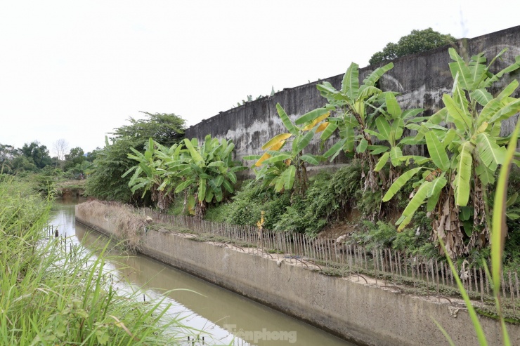 Dọc bờ sông, cỏ cây mọc phủ kín dự án.
