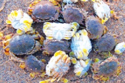 Thị trường - Tiêu dùng - 2 loại hải sản ở Việt Nam có tên kỳ cục, ngon như cua ghẹ, dân thành phố "săn lùng"