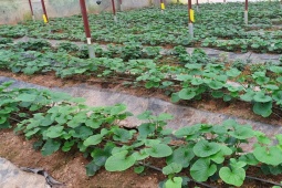 Thị trường - Tiêu dùng - Lá non của cây này bán 200.000 đồng/kg, nhà vườn thu không đủ bán