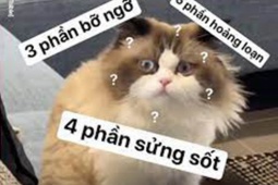 Truyện cười: Nhà có bà dì ế và đứa cháu láu cá