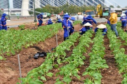Tin tức trong ngày - Những luống hoa hướng dương đầu tiên được trồng bên bờ sông Sài Gòn