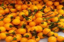 Thị trường - Tiêu dùng - Loại ớt siêu đắt có thể lên đến nửa tỷ/kg, ở Việt Nam đua nhau trồng