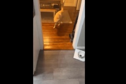 Phi thường - kỳ quặc - Video: Chú chó uống rượu say xỉn "gây bão" thu hút hơn 6 triệu lượt xem