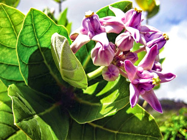 Lá Hen - thảo dược vàng cho người bệnh đàm, ho, khó thở