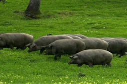 Loại thịt lợn đắt nhất thế giới, ở Việt Nam bán vài chục triệu đồng một chiếc đùi