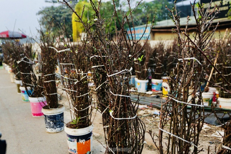 Thời điểm này, đi dọc con phố Lạc Long Quân, chợ hoa Quảng An, Tây Hồ... sẽ thấy hoa lê, hoa mận rừng đang được bày bán.