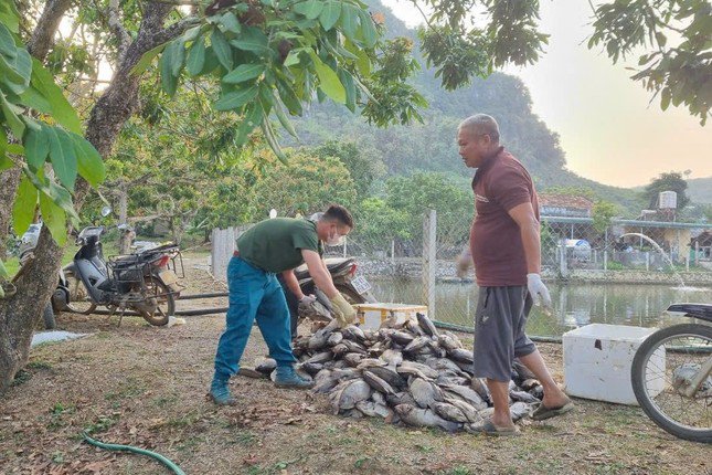 Người dân xót xa chôn bỏ cá chết.