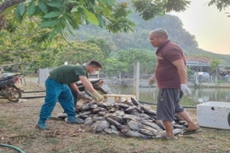 Tin tức trong ngày - Sơn La thông tin việc hàng tấn cá bị chết