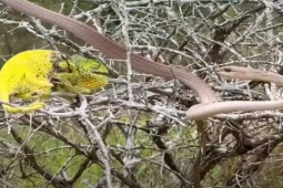 Media - Tắc kè "đại chiến" với rắn trên cây