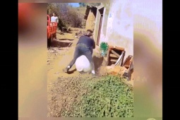 Clip hài hước - "Cười như điên" với clip bắt heo