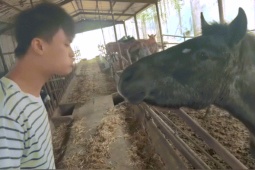 Clip hài hước - Anh chàng thử tài nói chuyện với ngựa