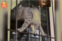 Clip hài hước - Há hốc mồm xem "quàng thượng" thể hiện tài năng