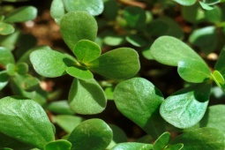 Media - 6 công dụng tuyệt vời, ngăn ngừa "bách bệnh" của rau sam